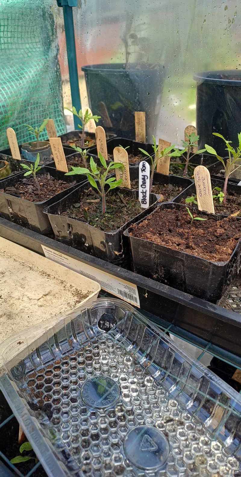 Tomatoes!