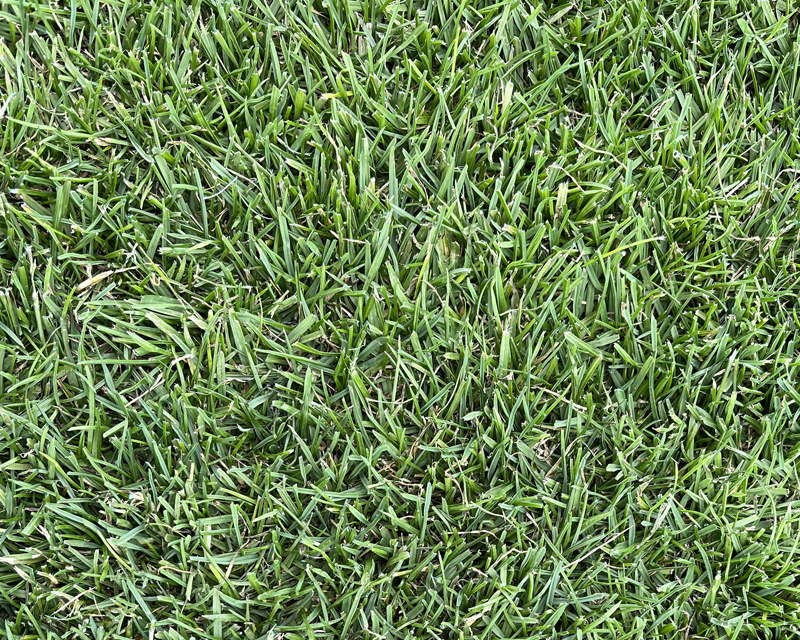 Yates Tuff Grass Lawn Seed