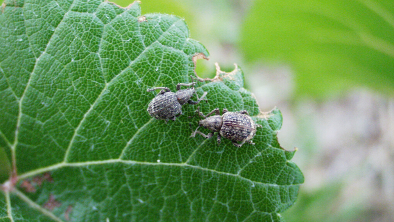 Garden Weevils
