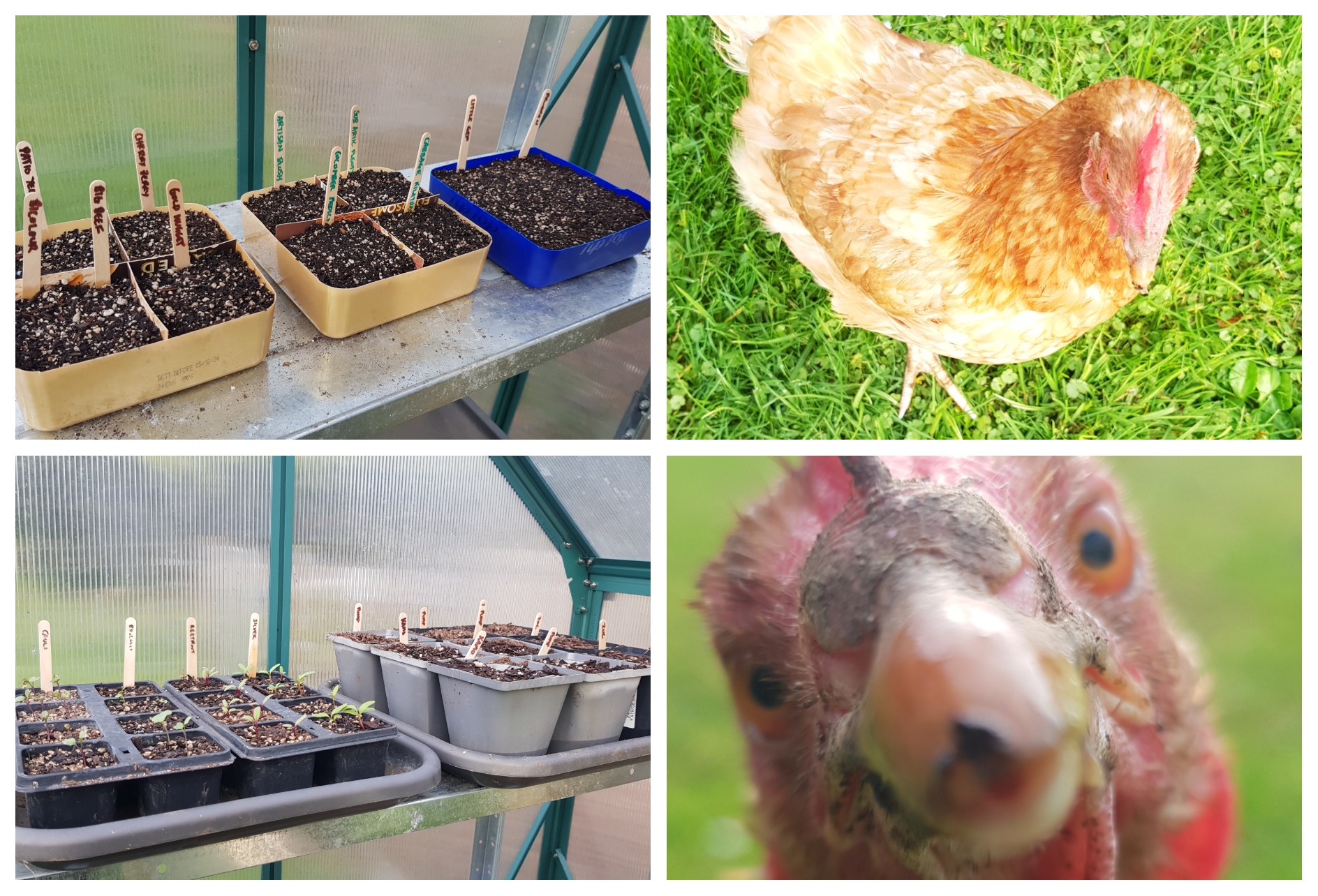 Seeds are in and Henrietta is out