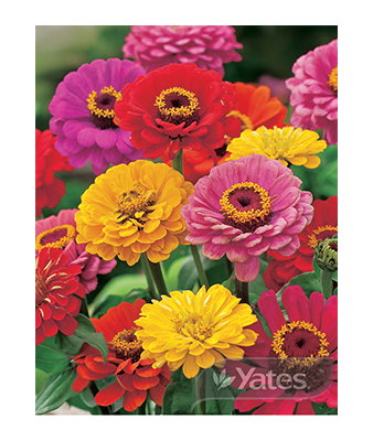Zinnia Gold Medal Product