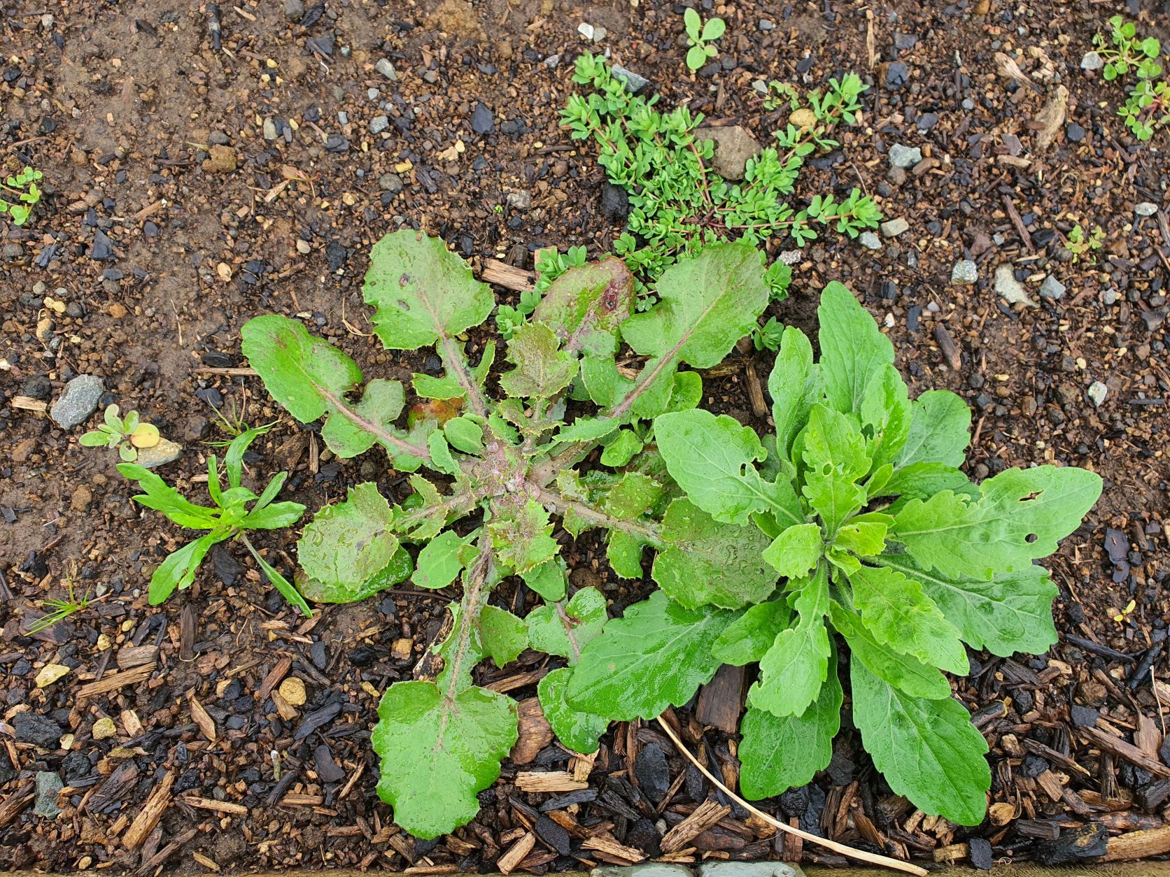 FRIDAY TOP TIPS – Weeds