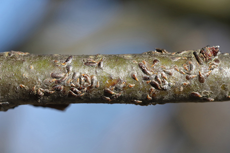 Apple Mussel Scale (Lepidosaphes ulmi)