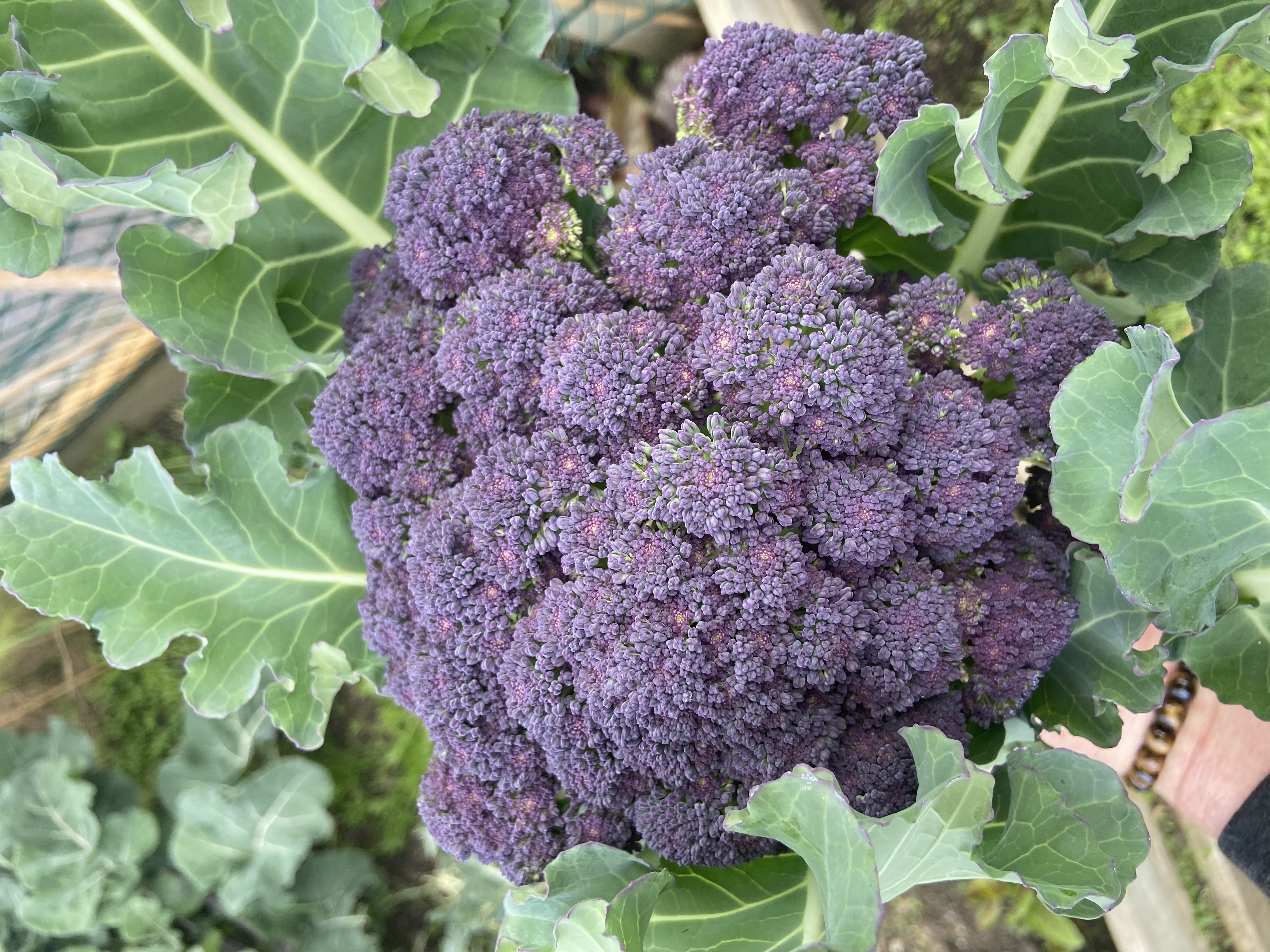 First time for these beauties