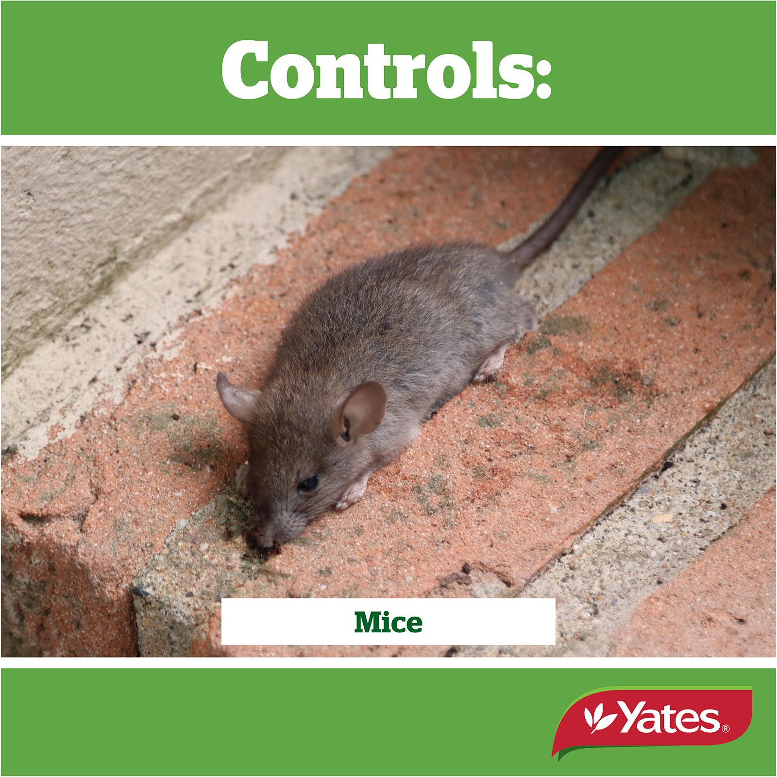 Yates Ratsack Prebaited2 04