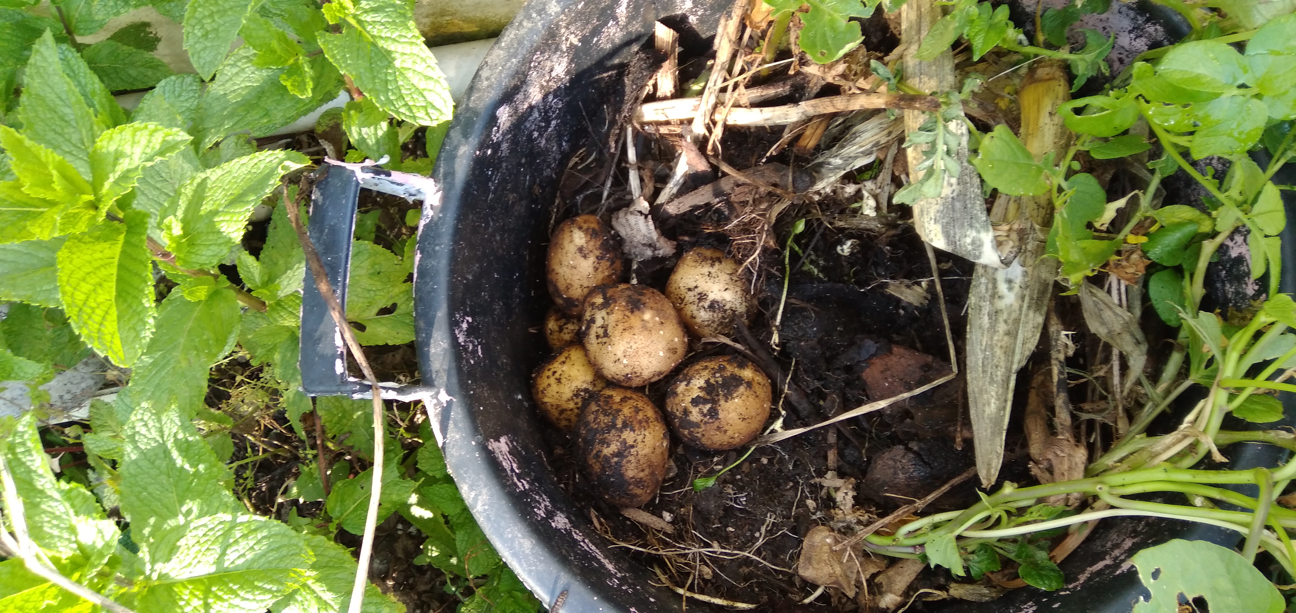 Tickling the 'taters ...