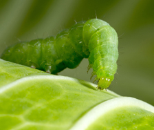 Pests