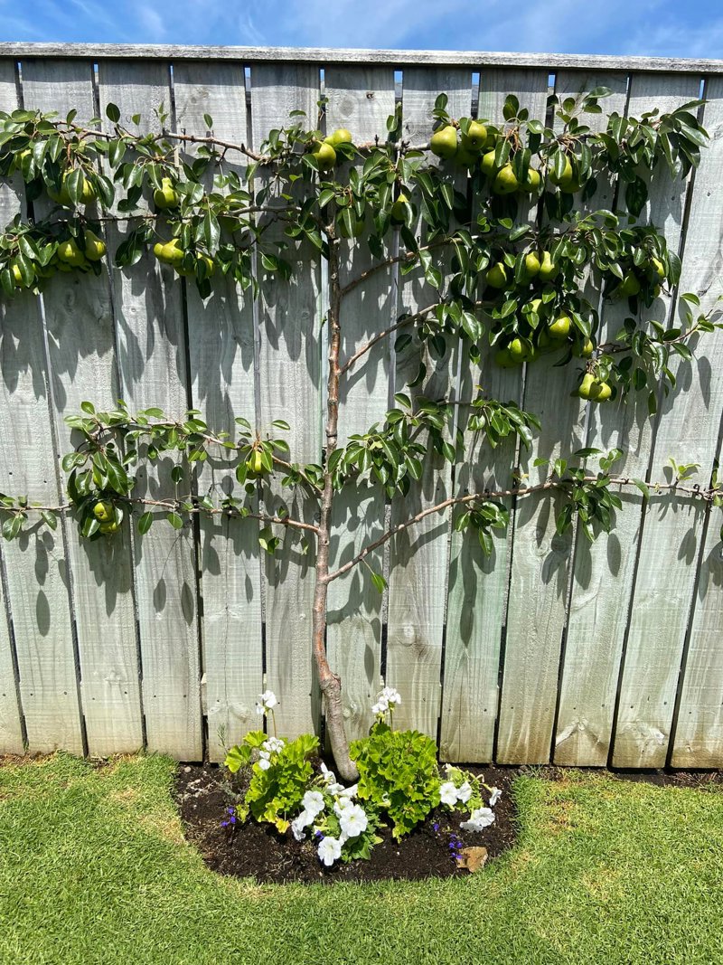 Enchanting Espalier