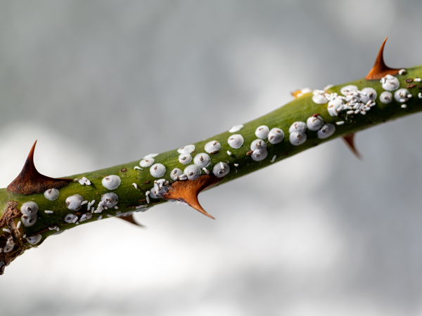 Rose Scale Problems Image