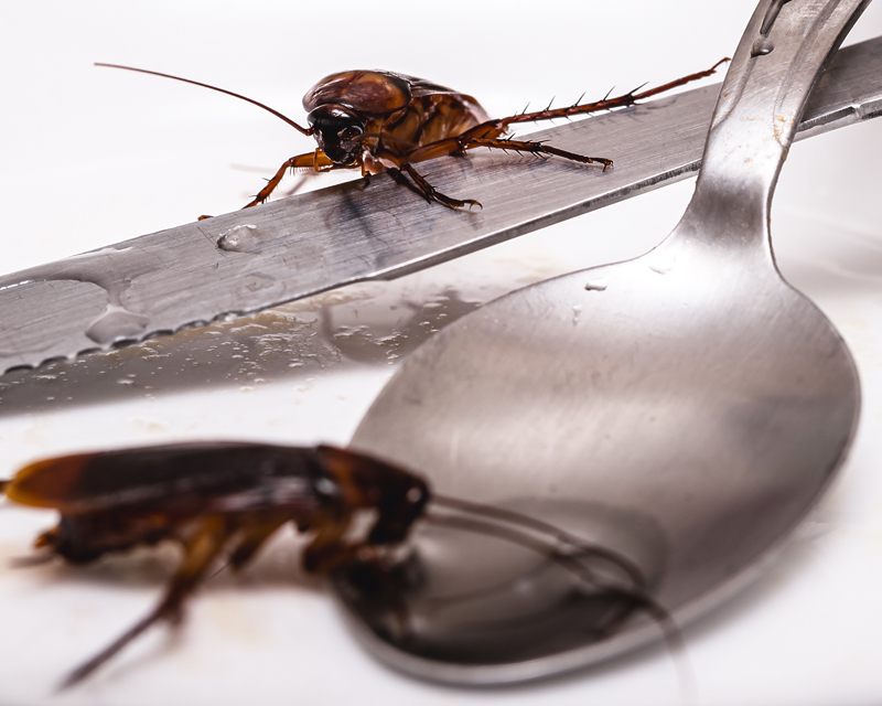 Cockroaches
