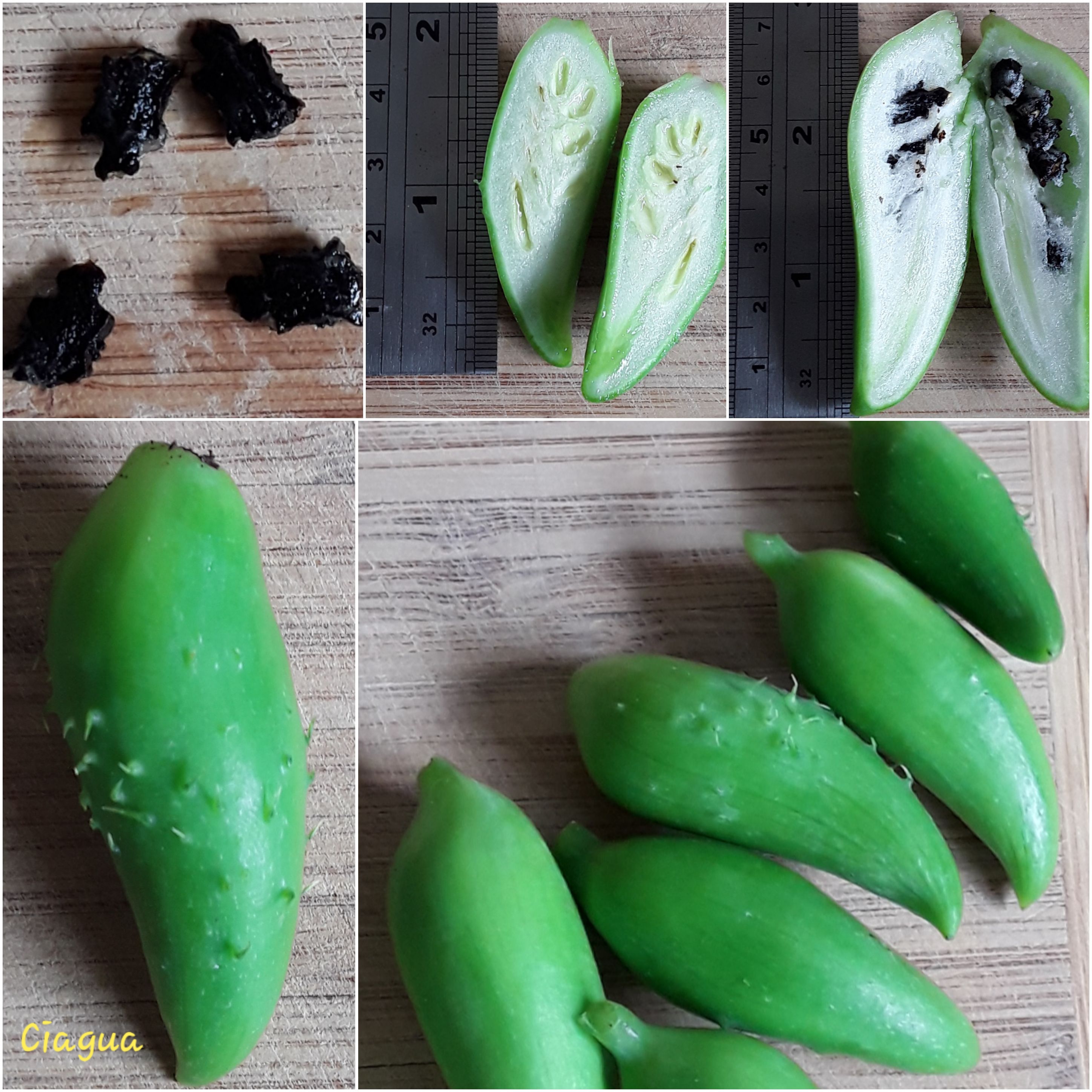 Ciagua... a little more detail