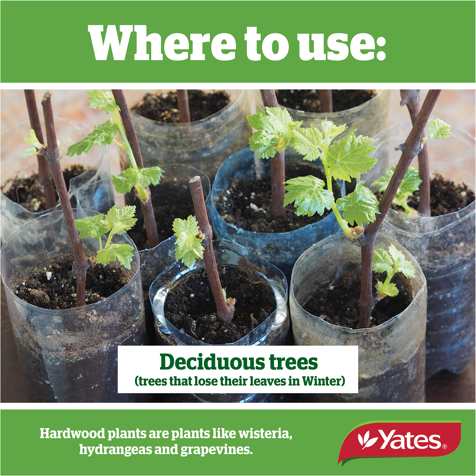 Yates Clonex Red Web V2 03