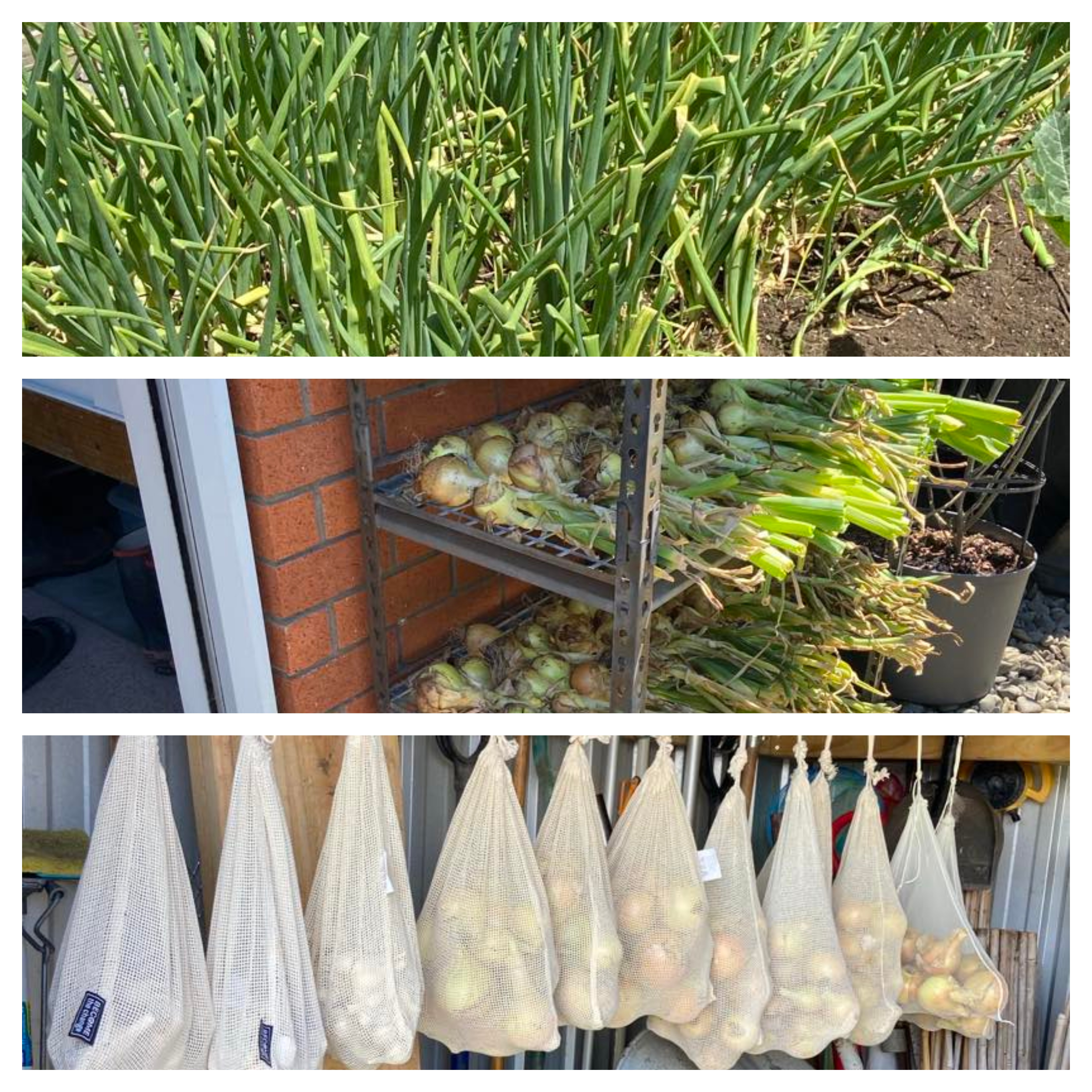 O for awesome onions.