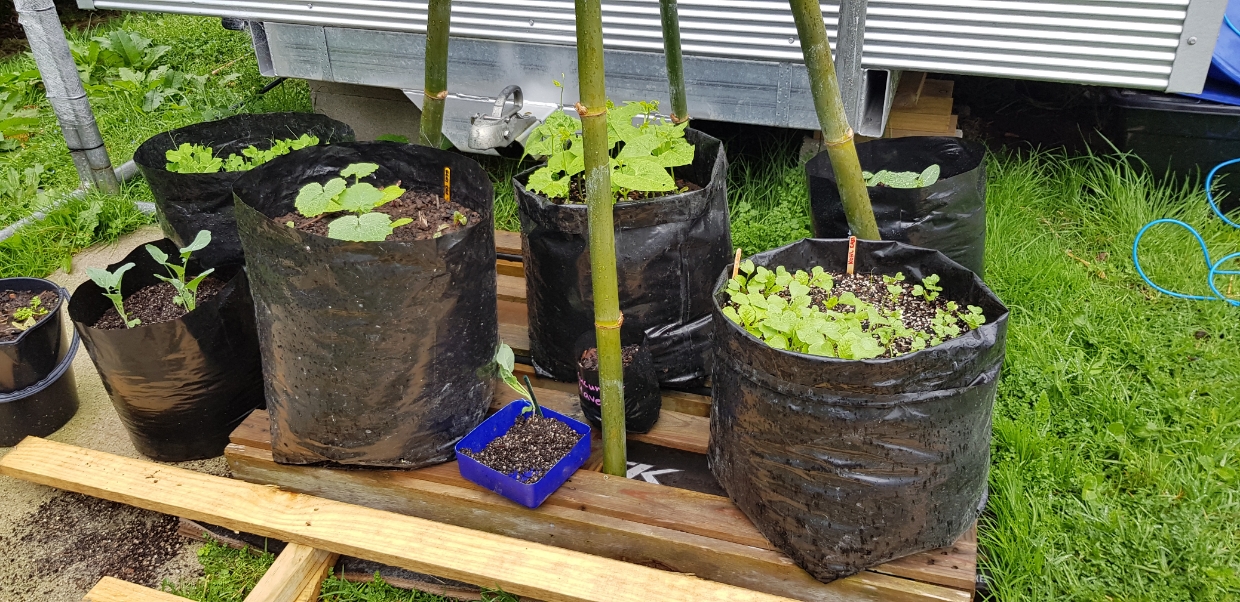 Got this gardening thing in the bag...