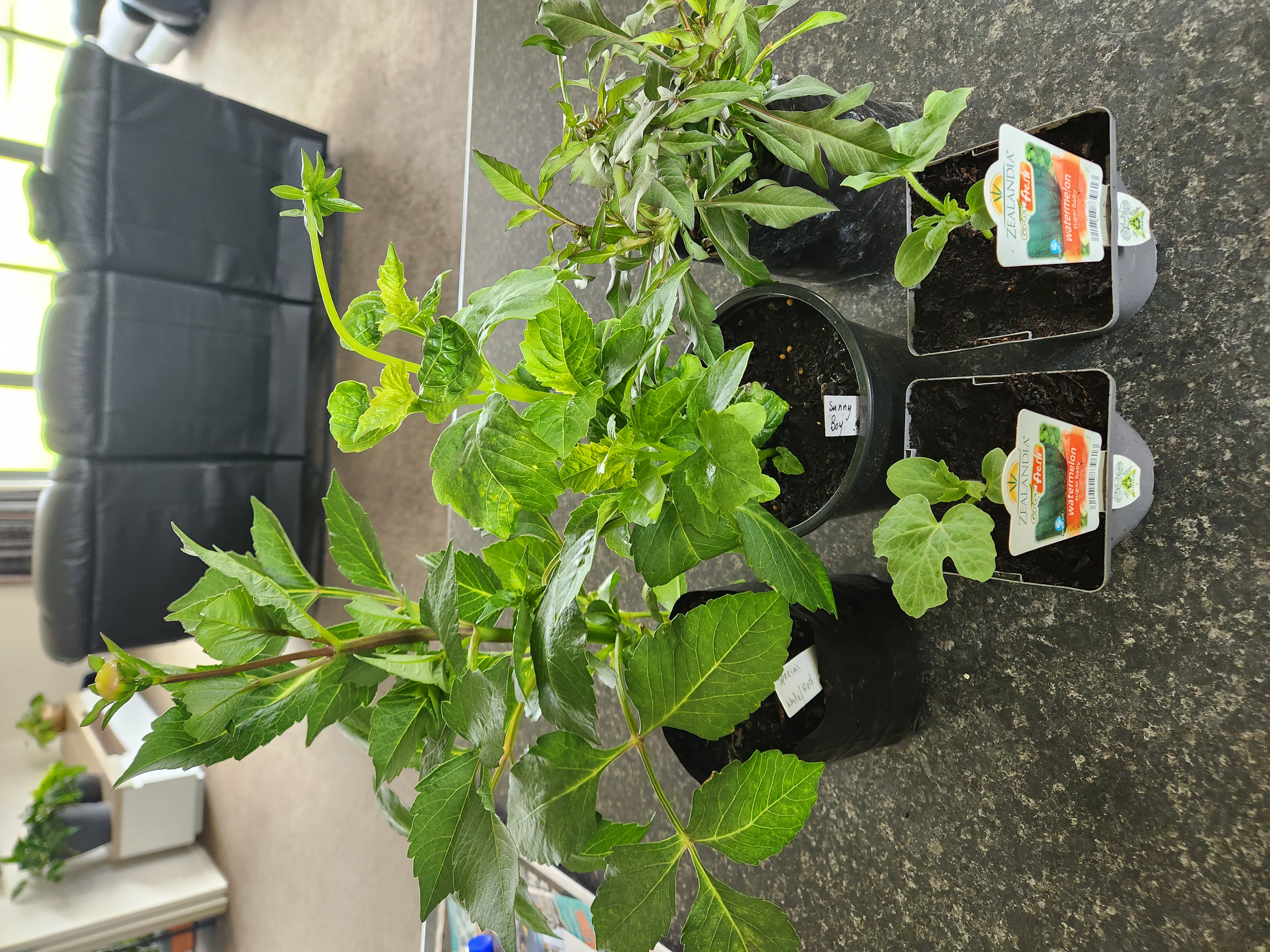 Supporting Local Where I Can