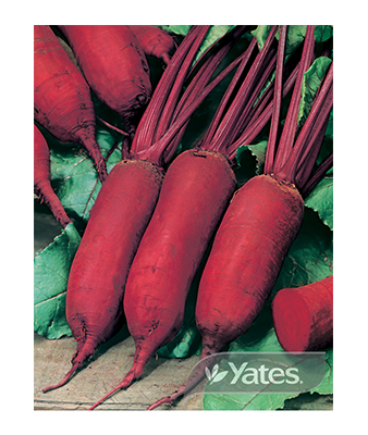 Beetroot Cylindra Product