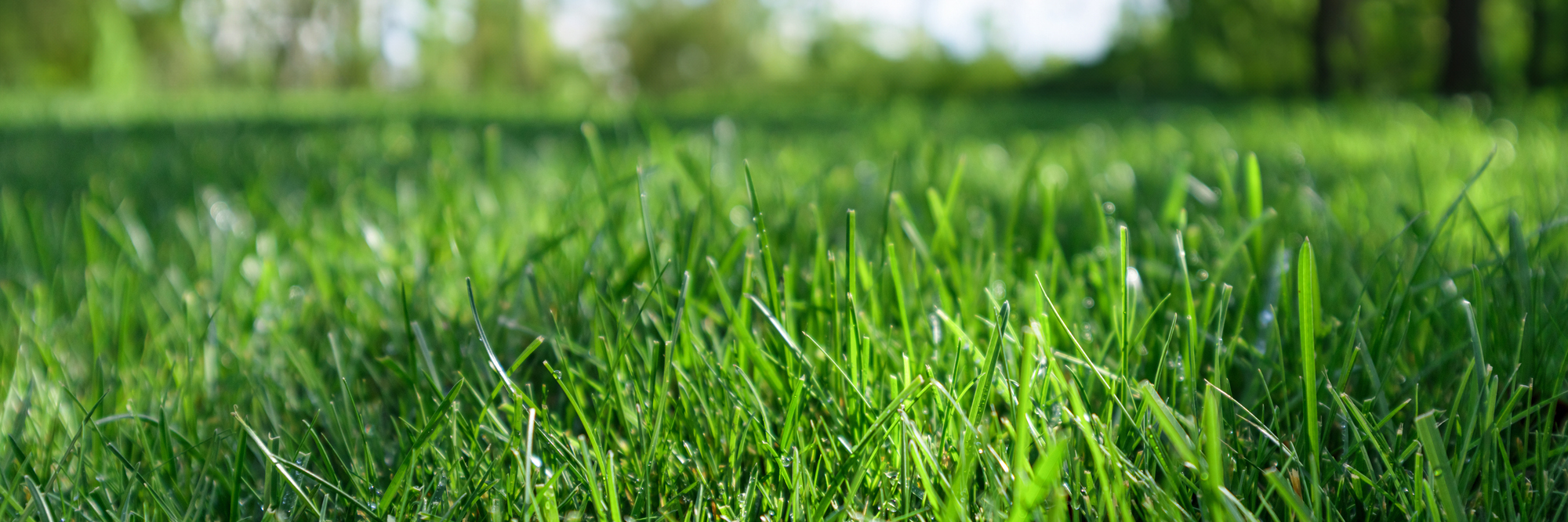 Why and How to Feed Your Lawn