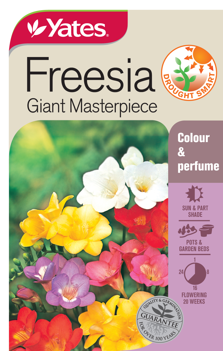 Freesia 'Giant Masterpiece'