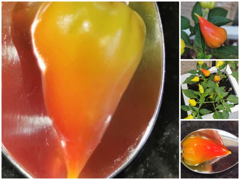 Ponky Pepper TM Spicey Jane.
