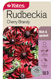 Rudbeckia 'Cherry Brandy'