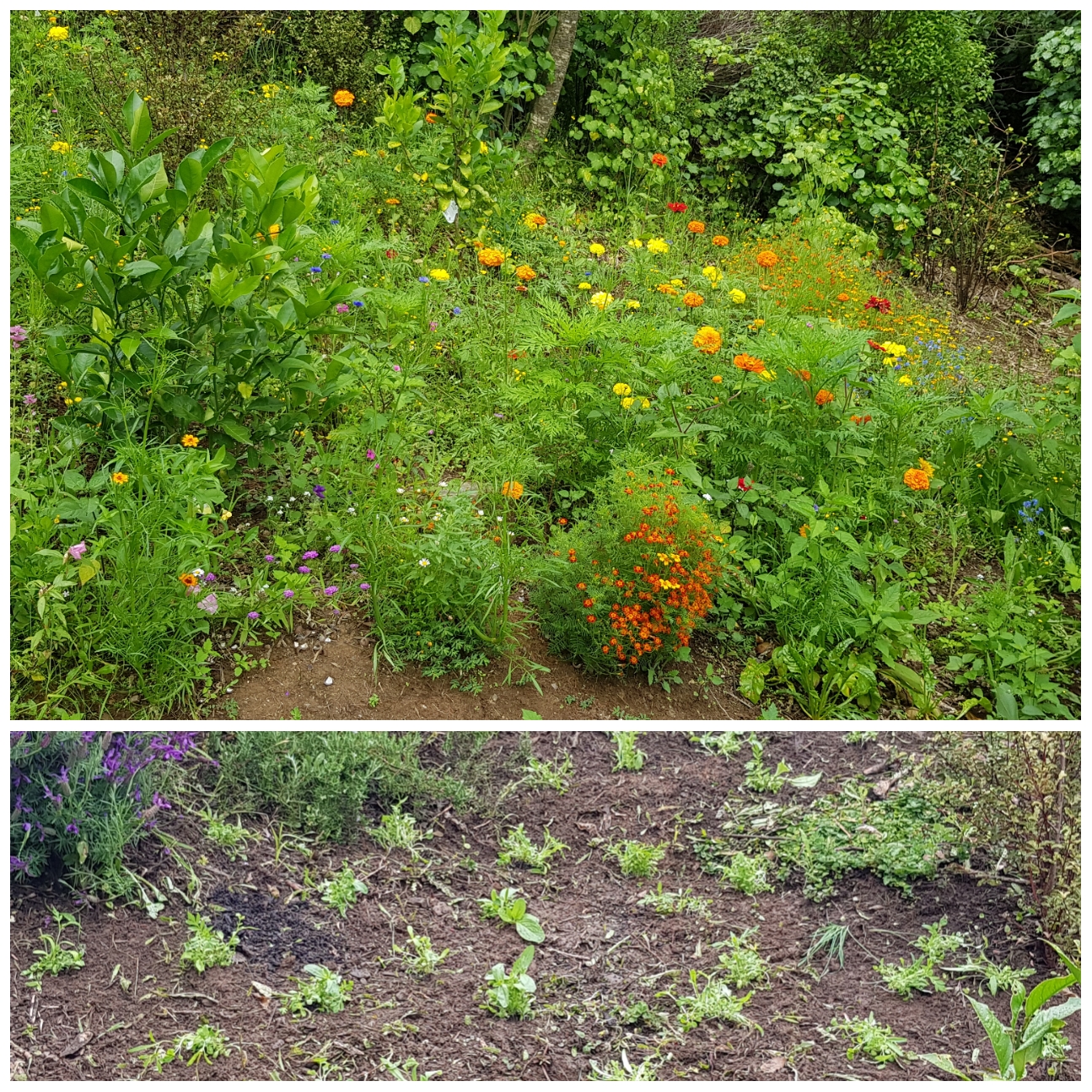 Wildflower Bank Update