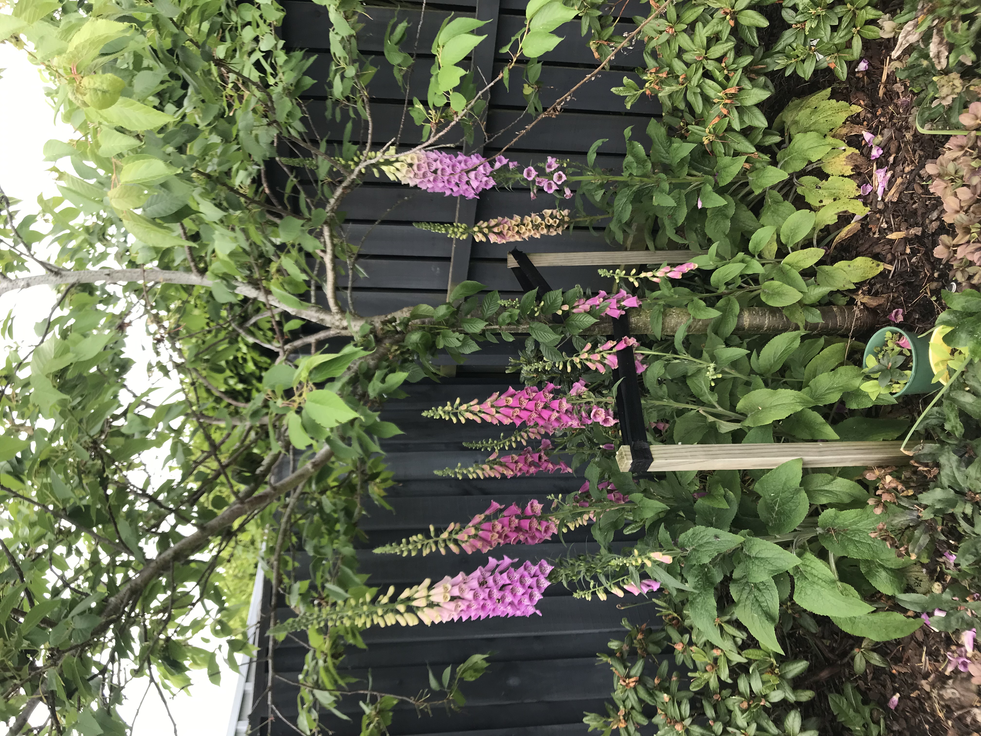 A little shady corner 