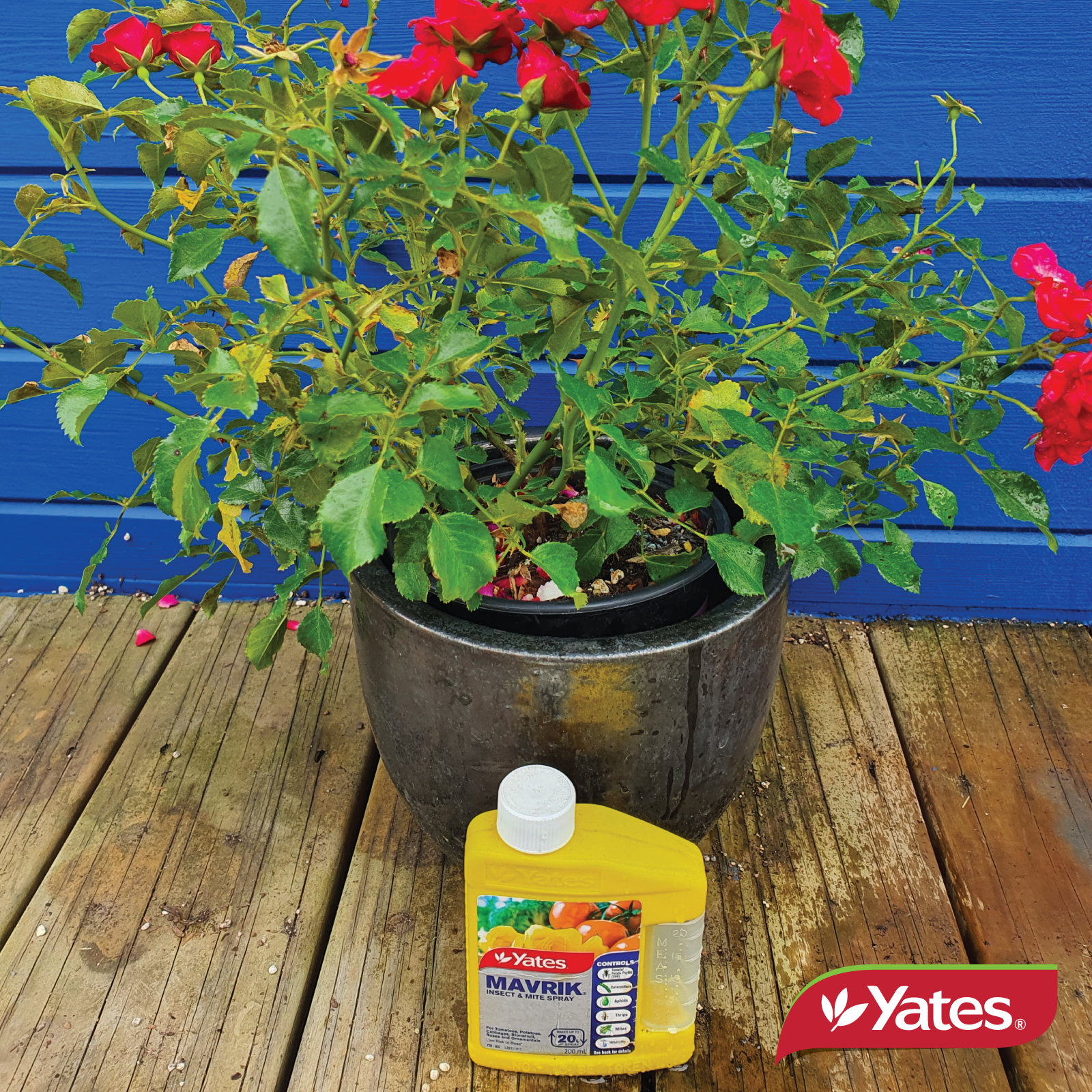 Yates Web Info MAVRIKBB