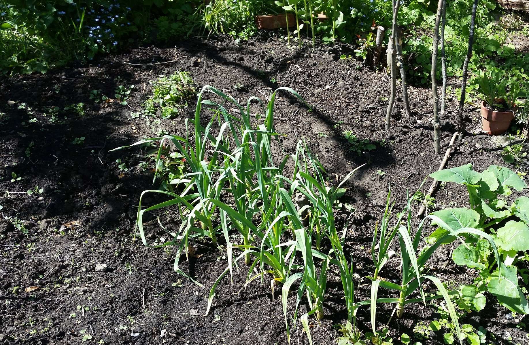 My extra seedlings and rows this year