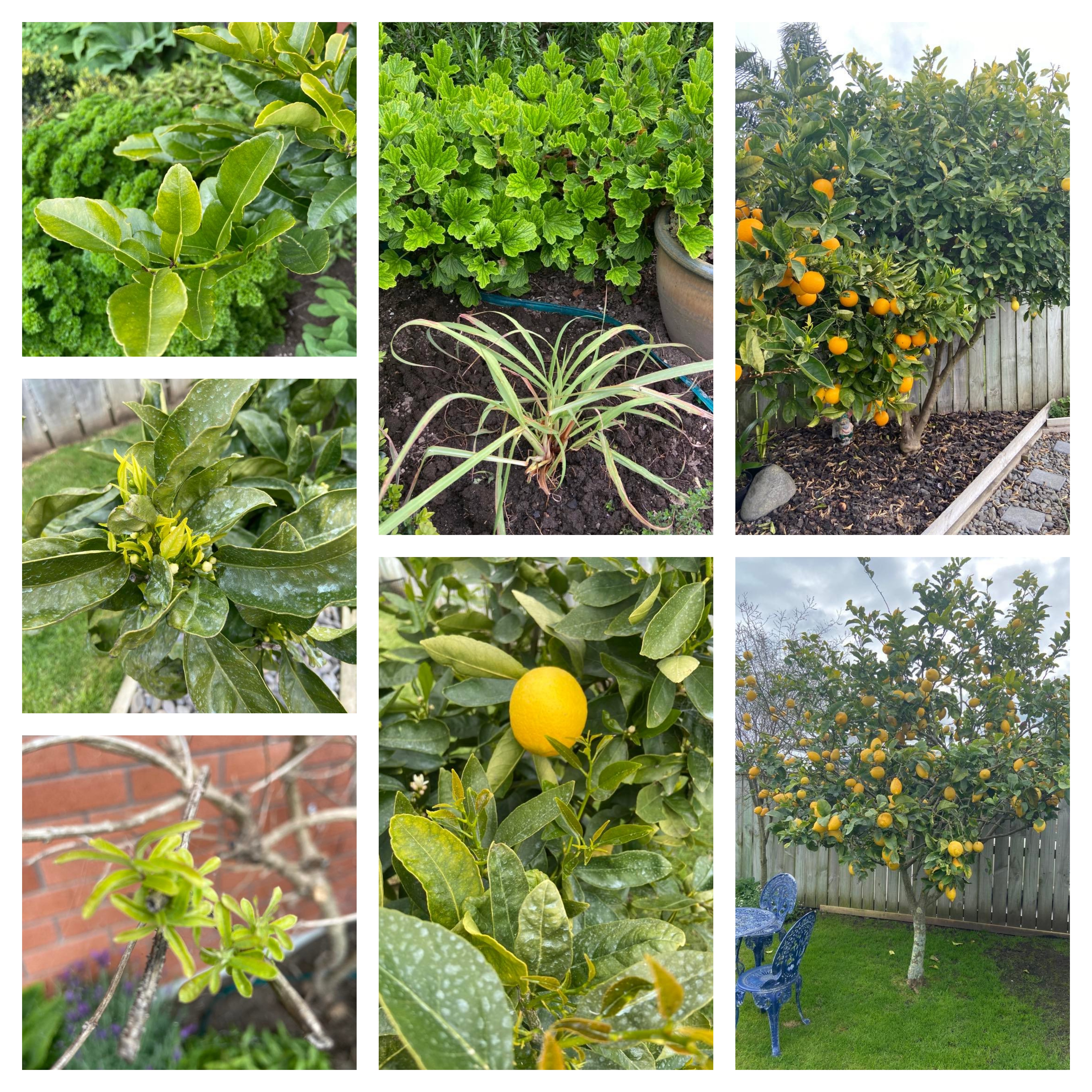 Lemon, Lime and more