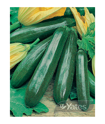 Zucchini Dark Green Organic Product