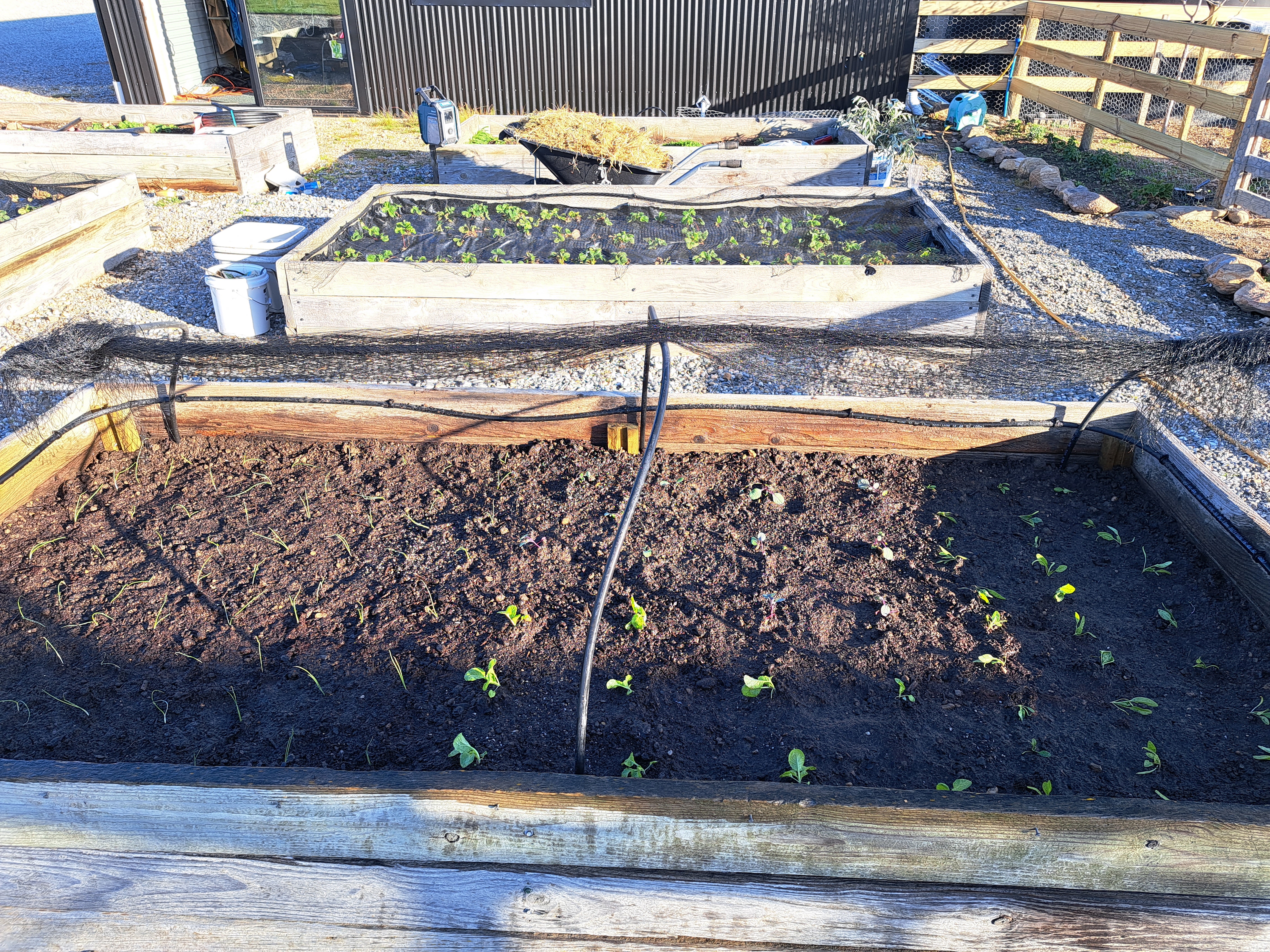 First outside planting 