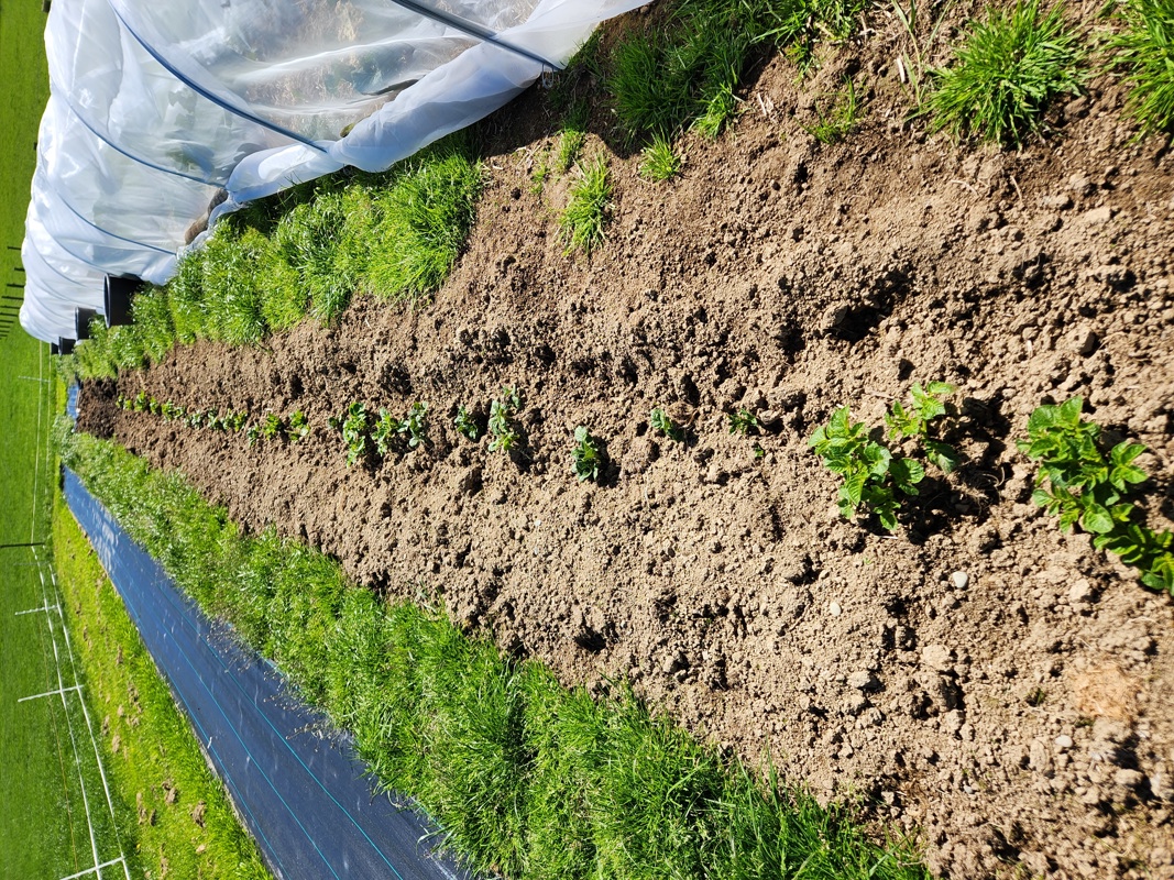 Sowing and mounding