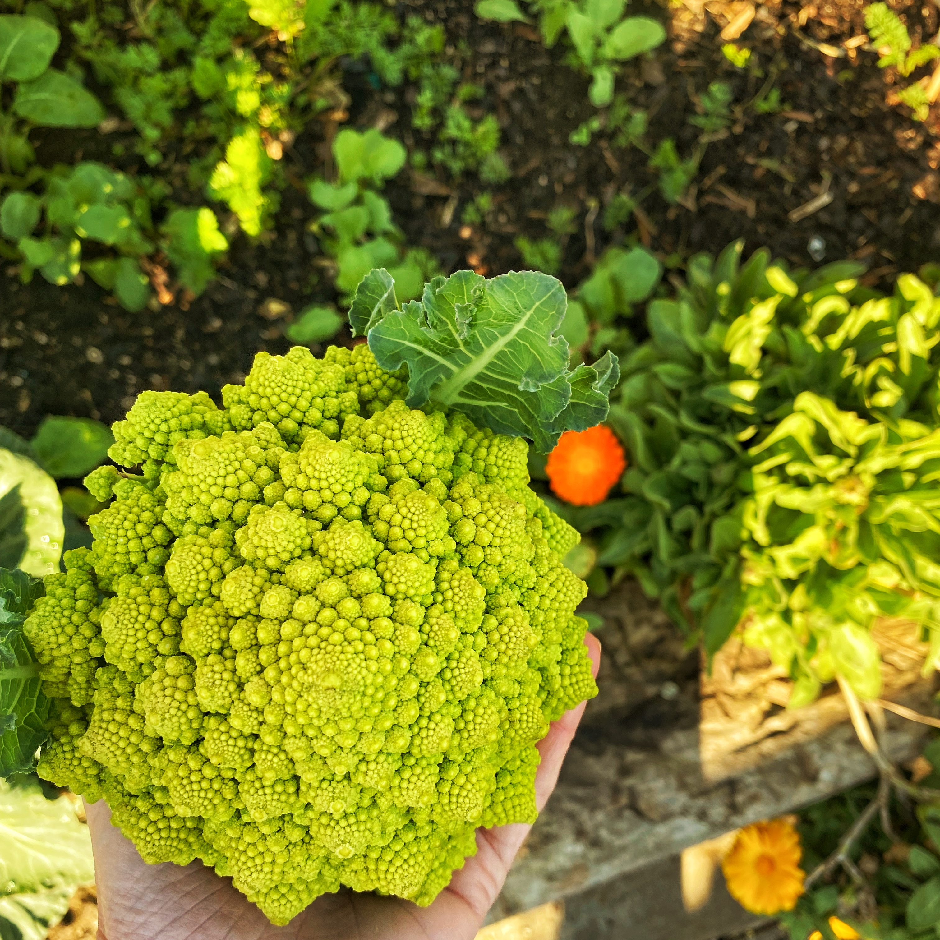 The last of the winter garden gifts....