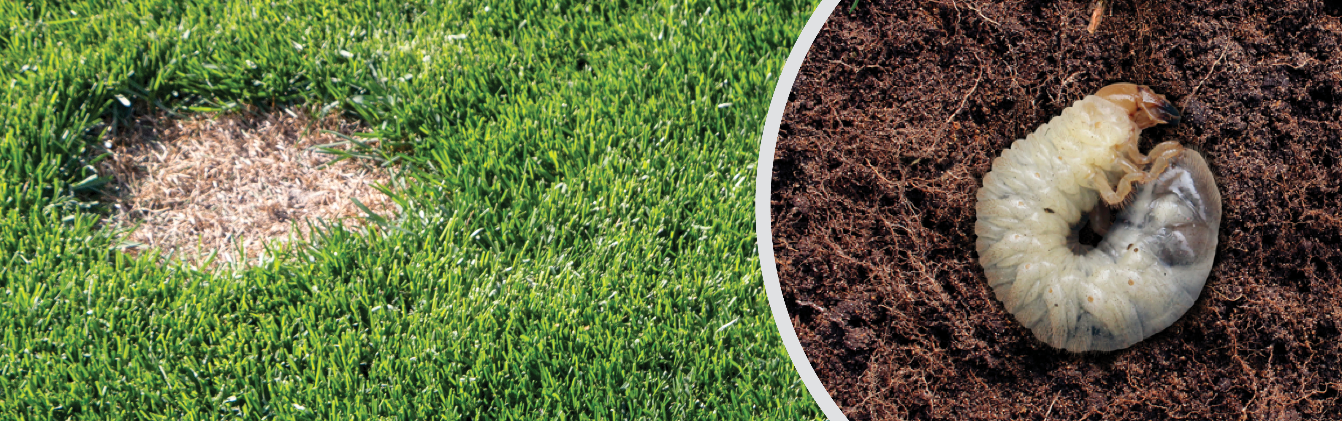 Stop destructive lawn pests in their tracks!