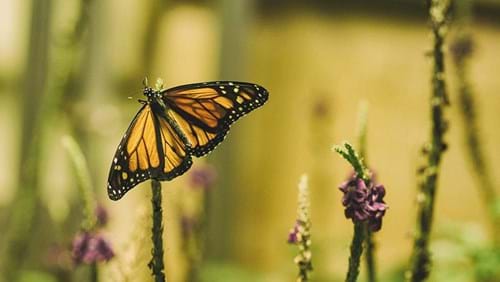 Join the Yates Garden Community