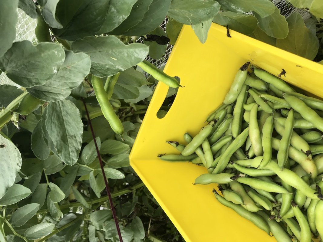Picking the last of the broad beans 