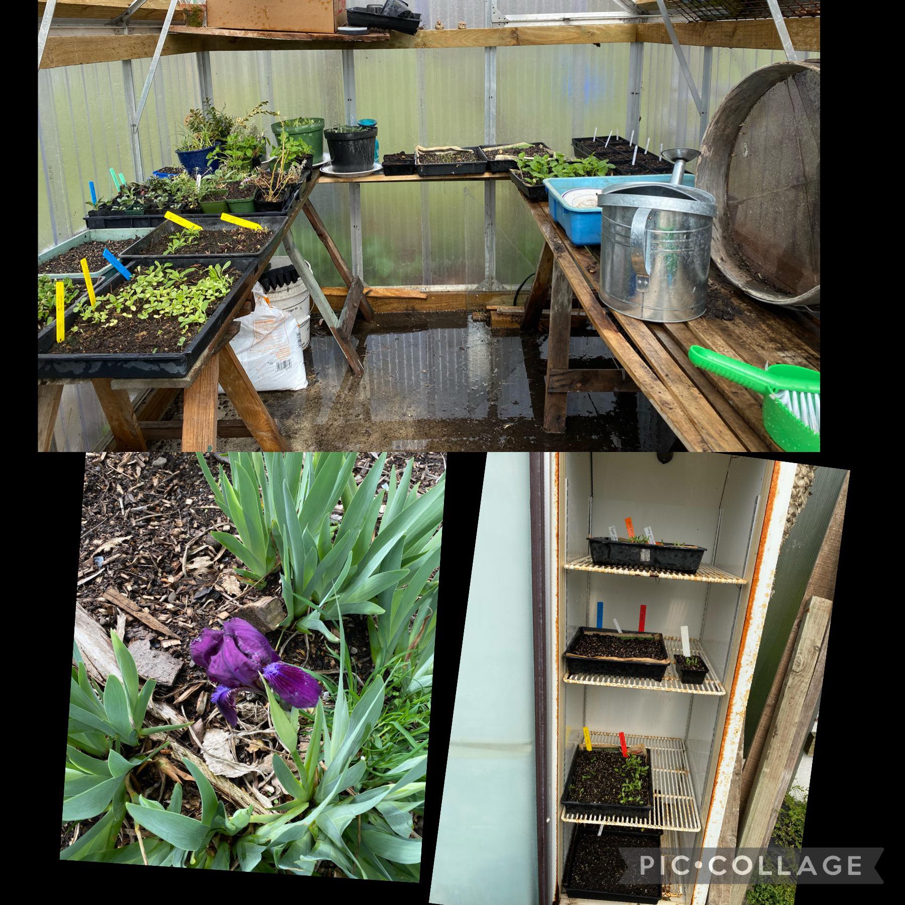 Self confessed lazy gardener 