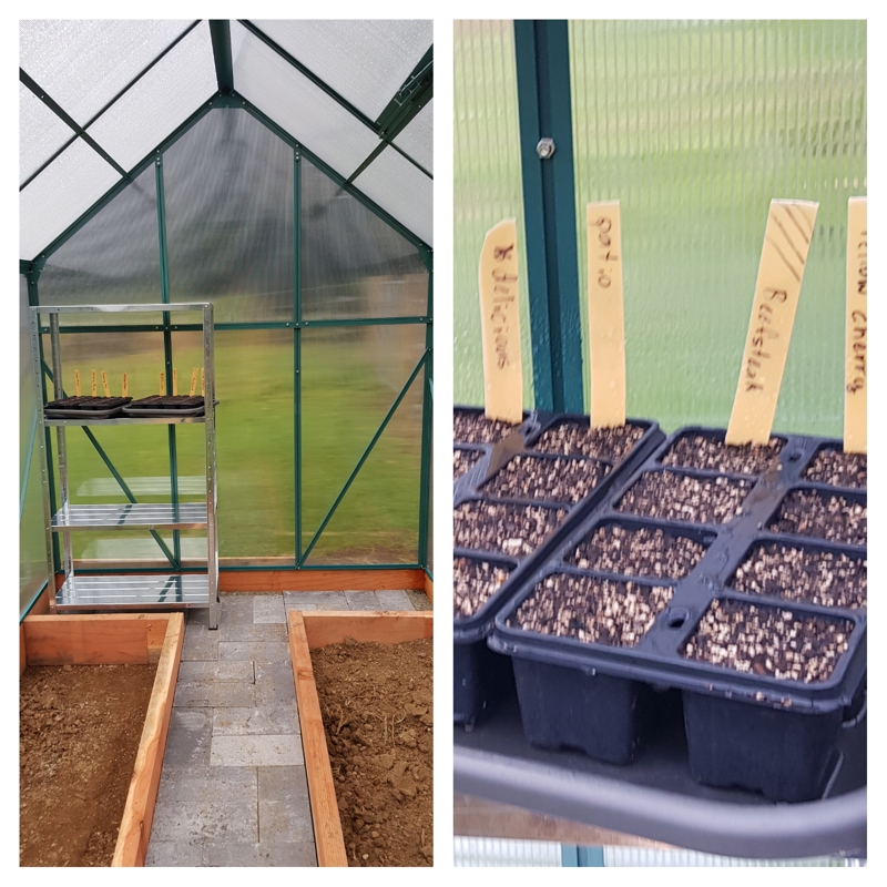 First of the tomatoes are in