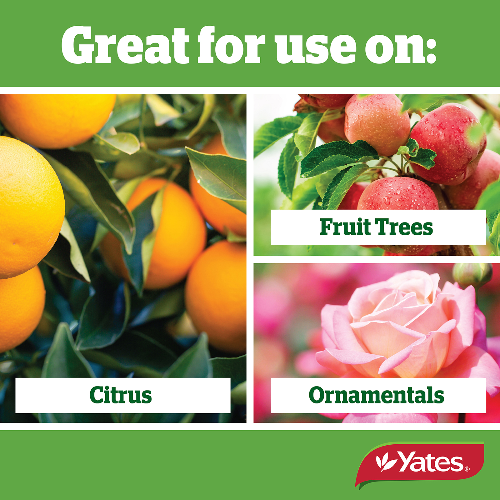 Yates Web Info CONQUEROR OIL 05