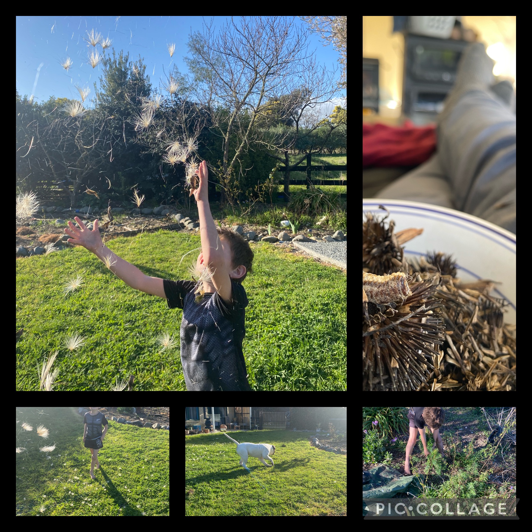 Cheap labour and free entertainment 