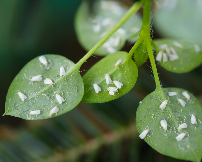 Whiteflies