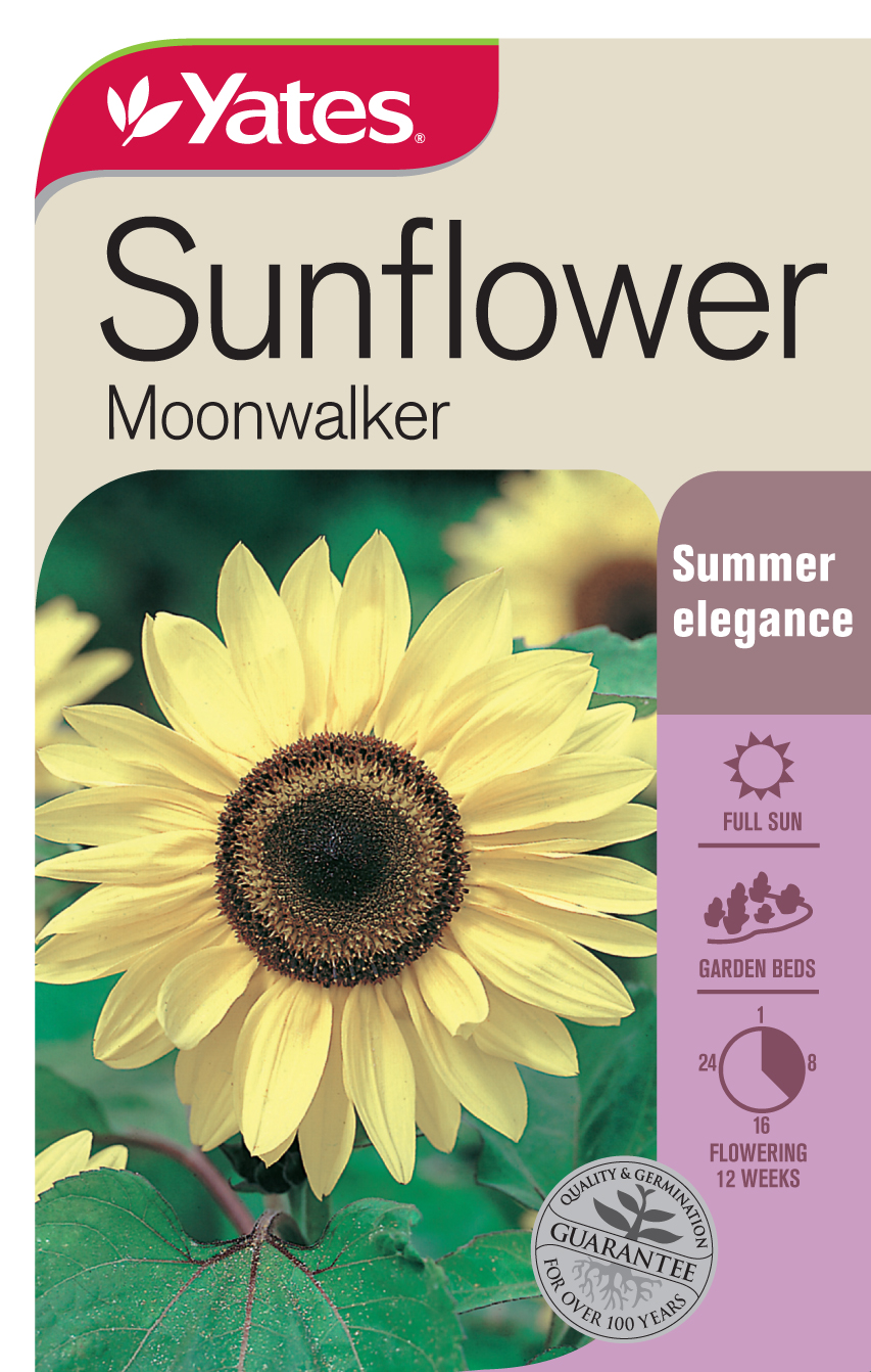 Sunflower 'Moonwalker'