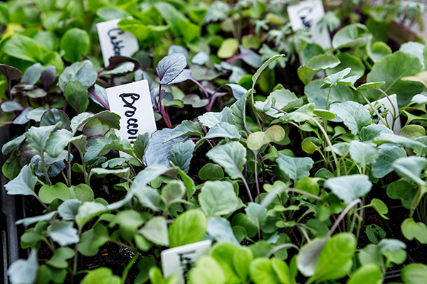 Brassica Seedlings