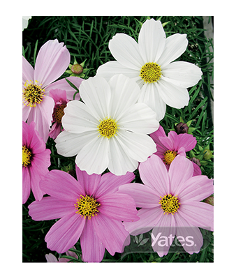 Cosmos Sensations Product