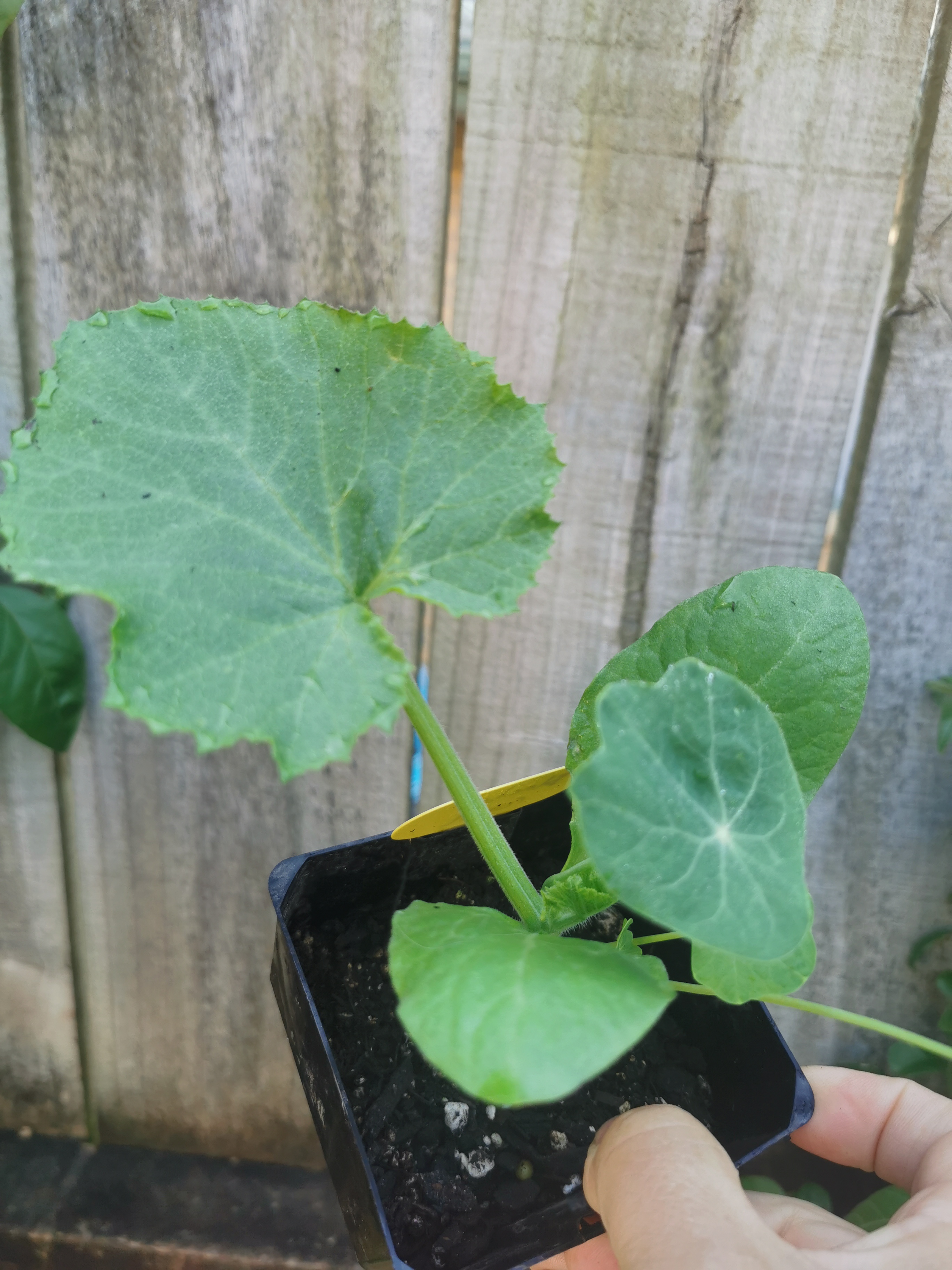 A space for Curcubits, they need their space.! 