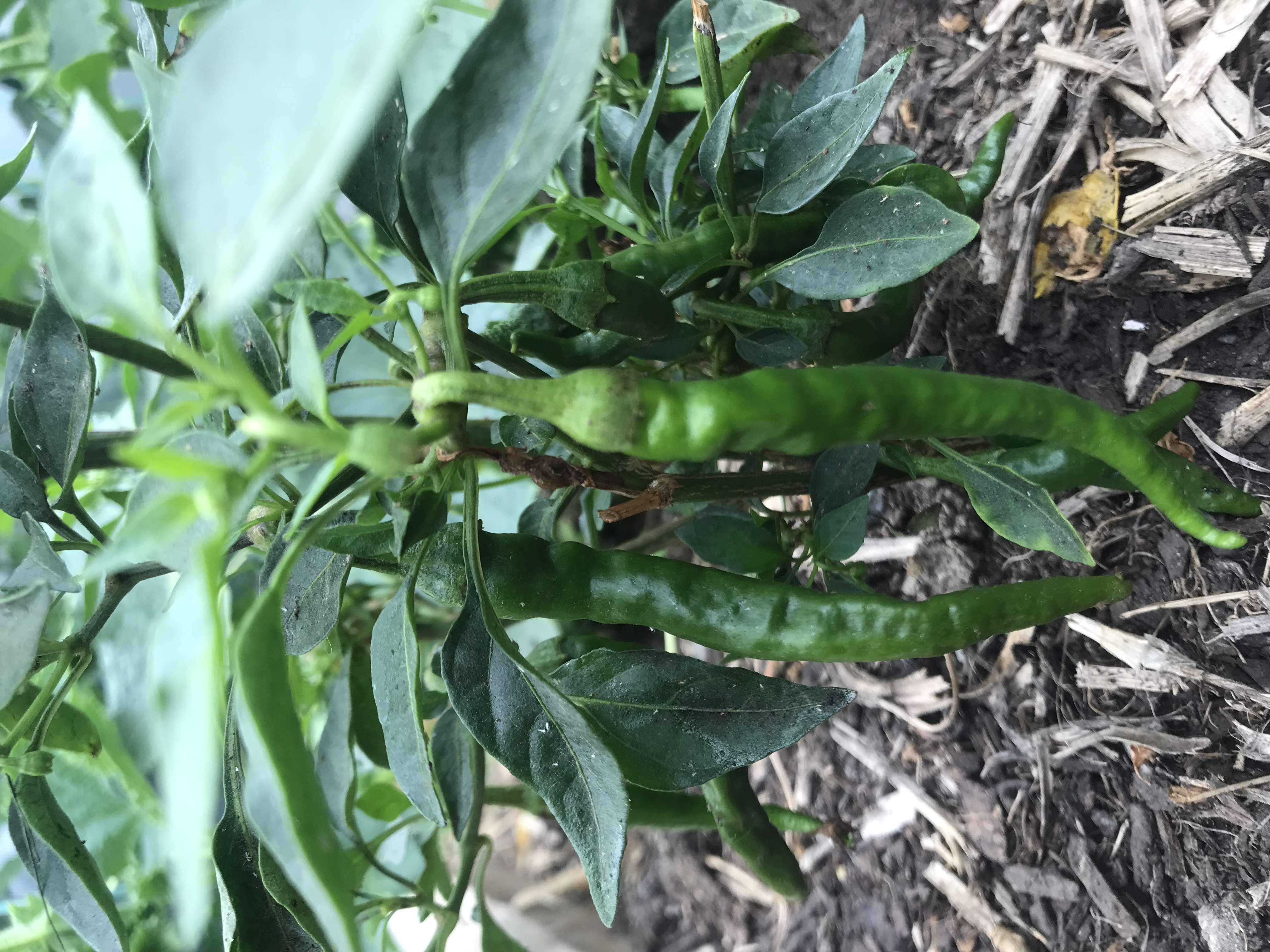 Over wintered chillies 
