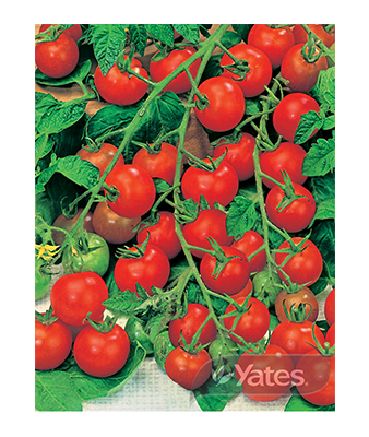 Tomato Sweet Bite Product