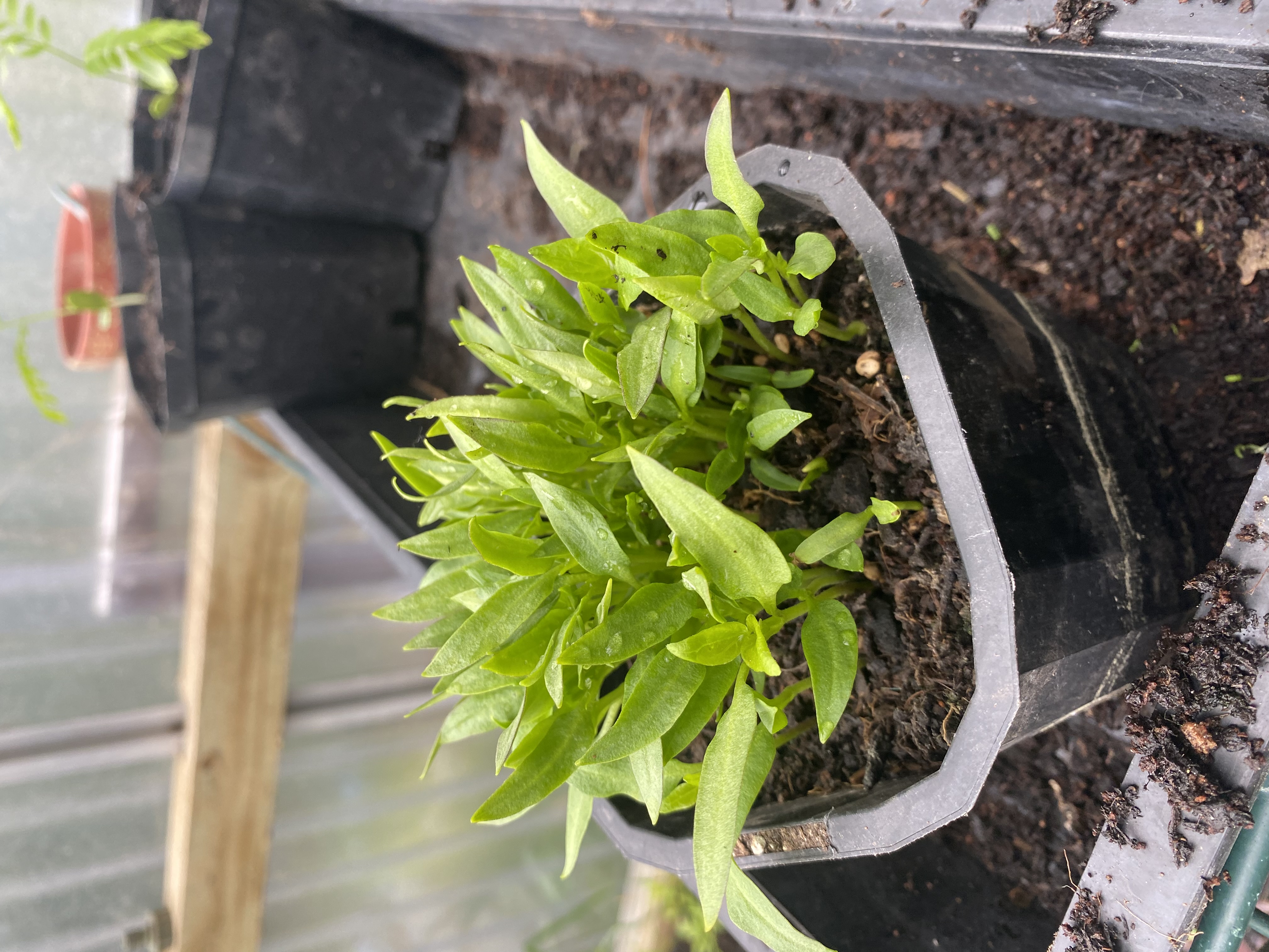 When checking 3 times means nothing 