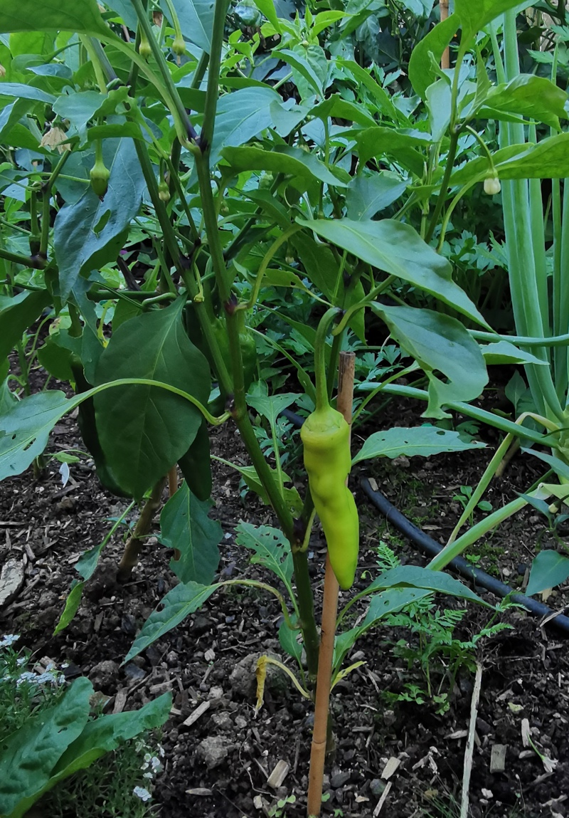 Sweet Banana Peppers... A little more..