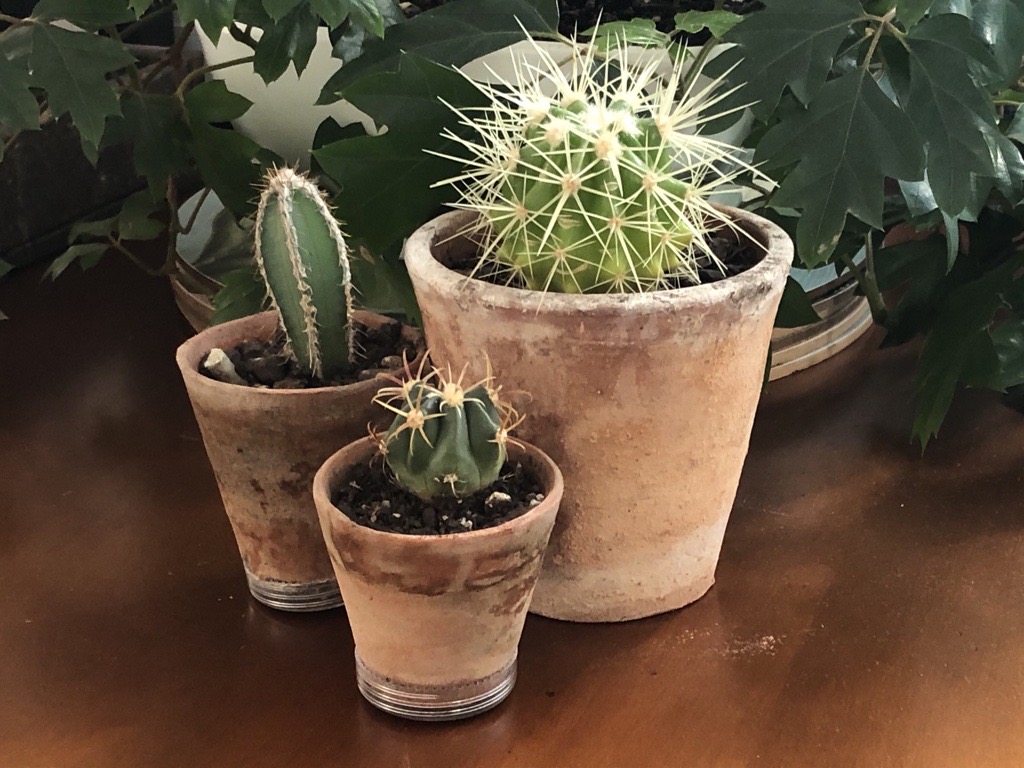 How To Grow Cacti And Succulents Yates